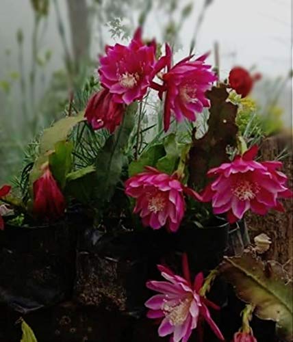 Matri Bhumi Pink Brahmakamal Night Queen Live Plant Healthy Fragrant Flower Bush in Grow Bag Pack of 1