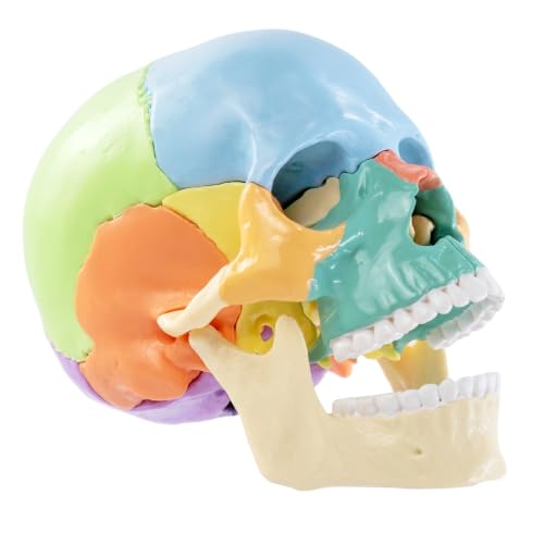 Image of New Anatomy Skull Model 15 Parts Human Color Exploded Skull Detachable | Mini Palm-Sized, Medical Dental Clinic Teaching Equipment, Learning with Color Study Manual