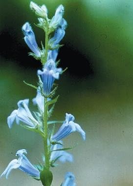Gran Lobelia Azul (Lobelia siphilitica), paquete de semillas, verdadera semilla nativa