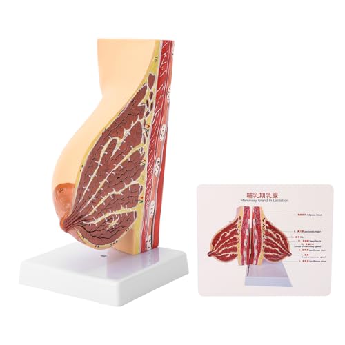 Modèle anatomique de buste allaitant avec section transversale pour formation médicale
