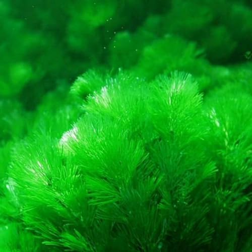 PERZOE 1000 pièces graines d'herbe mélangées, décor de réservoir d'aquarium vert d'eau aquatique 1 graine de plante