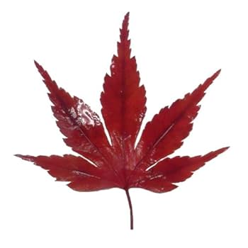 Amazon | 紅葉 (赤, 10枚) | 小林多男商店 | 飾り・トッピング
