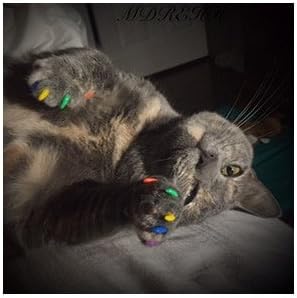 Purrdy Paws Soft Nail Caps for Cat Claws BEE Combo Medium