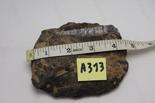 Image of Natural Orthoceras Fossil from Devonian Period Fossil from Morocco A313