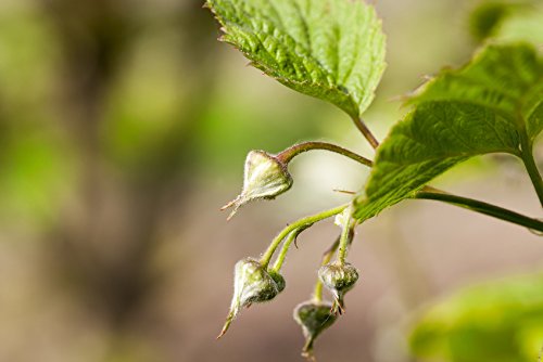 Giant framboos - ca. 50 zaden - Rubus idaeus - Voor vaste planten - Gezond en vitaminerijk fruit - Afbeelding 3
