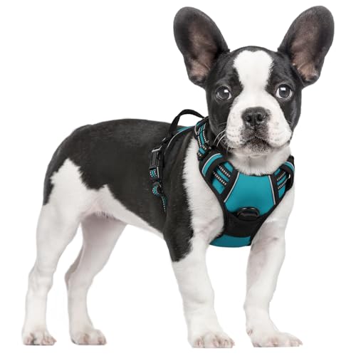 Correas Perros Pequeños Azul Marca rabbitgoo