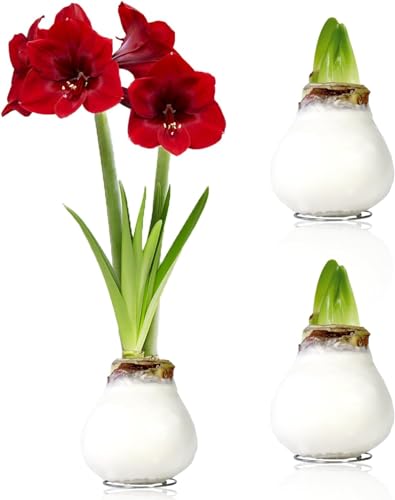 Amaryllis Bulbe en cire Blanche - 2 pièces - Bulbes à fleurs grand format 26/28 - Naturelle plantes de Hollande - Hippeastrum (sans graines, non artificielles)