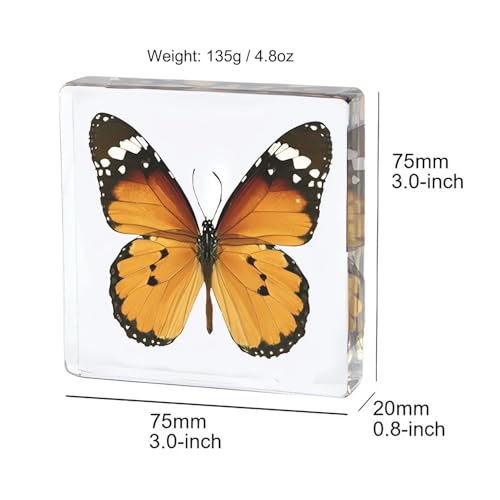 Image of Taxidermy Butterfly, Real Butterfly Specimens in Resin Preserved, Clear for Closer-Look & Study, Science Educational Classroom Specimen, Decor Ornament, Unique Amazing Gift (A, 3.0x3.0x0.8-inch)