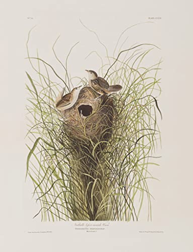 Poster Birds of America Audubon : affiche illustration oiseaux décoration murale