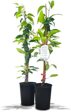 's Kiwi Duo – 2 plantas de kiwi (Actinidia arguta) – Mini kiwi – ...