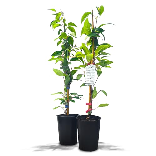 Kiwiri's Kiwibeeren Duo - 2 Kiwipflanzen (Actinidia arguta) männlich und weiblich - Mini Kiwi - Sortengarantie direkt vom Züchter - selbstfruchtendes Set