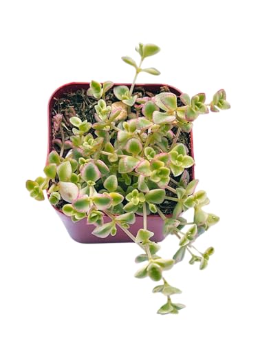Sedum Little Missy live 2 inch pot