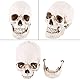 Shipenophy Hergestellt aus Harz 1: 1 Human Skull Replica Resin Model, lebensgroßer Schädel für medizinische Modelle mit Halloween-Dekor