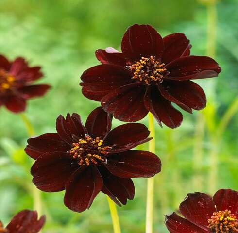 Fresh 100pcs Chocolate Cosmos Flower Seeds
