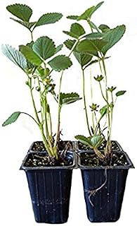 9GreenBox - Sparkle Strawberry Plant - 4 Pack