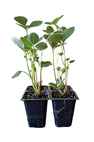 9GreenBox - Sparkle Strawberry Plant - 4 Pack