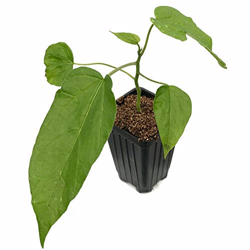 RubyShop724 Babaco Papaya - Mountain Papaya- Vasconcellea cundinamarcensis - Thumbnail 3