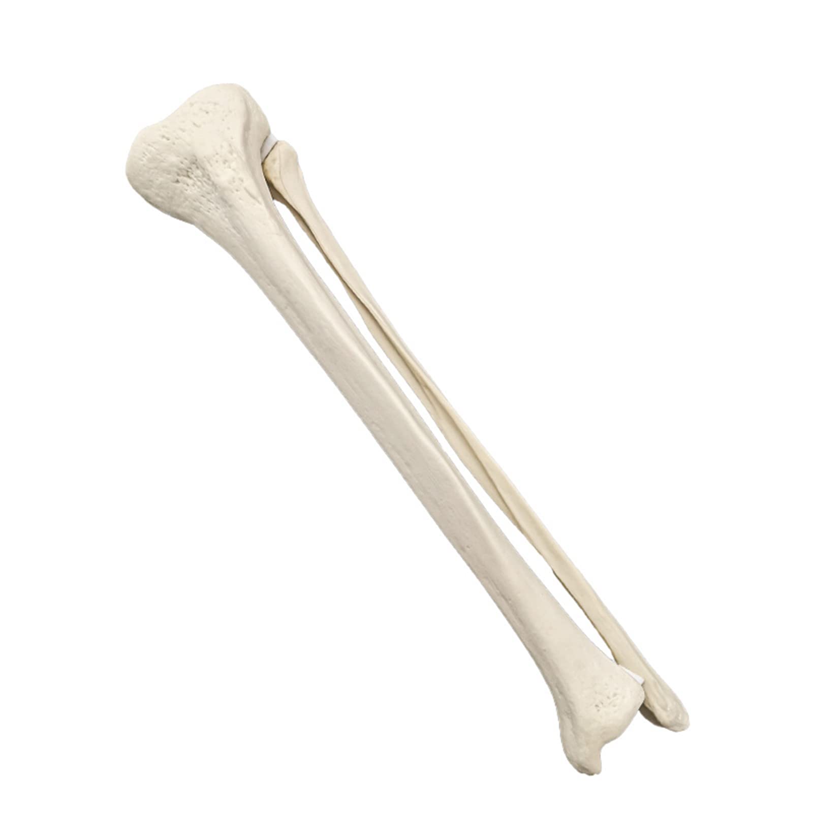 Sjdopulse Left Medical Science Simulated Bone Femur Tibia Model - Medical Orthopaedic Training Model Anatomical Model Human Skeleton Model - For Practice Training (Left)