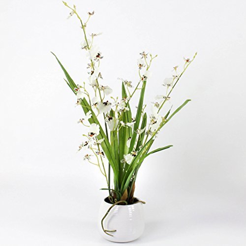 artplants.de Orchidee Oncidium im Töpfchen, 2 Zweige, weiß - braun, 50cm