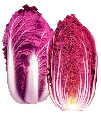 Palm Beach Medicinal Herbs - Red Dragon Chinese Cabbage (Brassica rapa VAR. pekinensis) - Packet of 20 Seeds