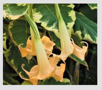Variegated Brugmansia Angel’s Trumpet