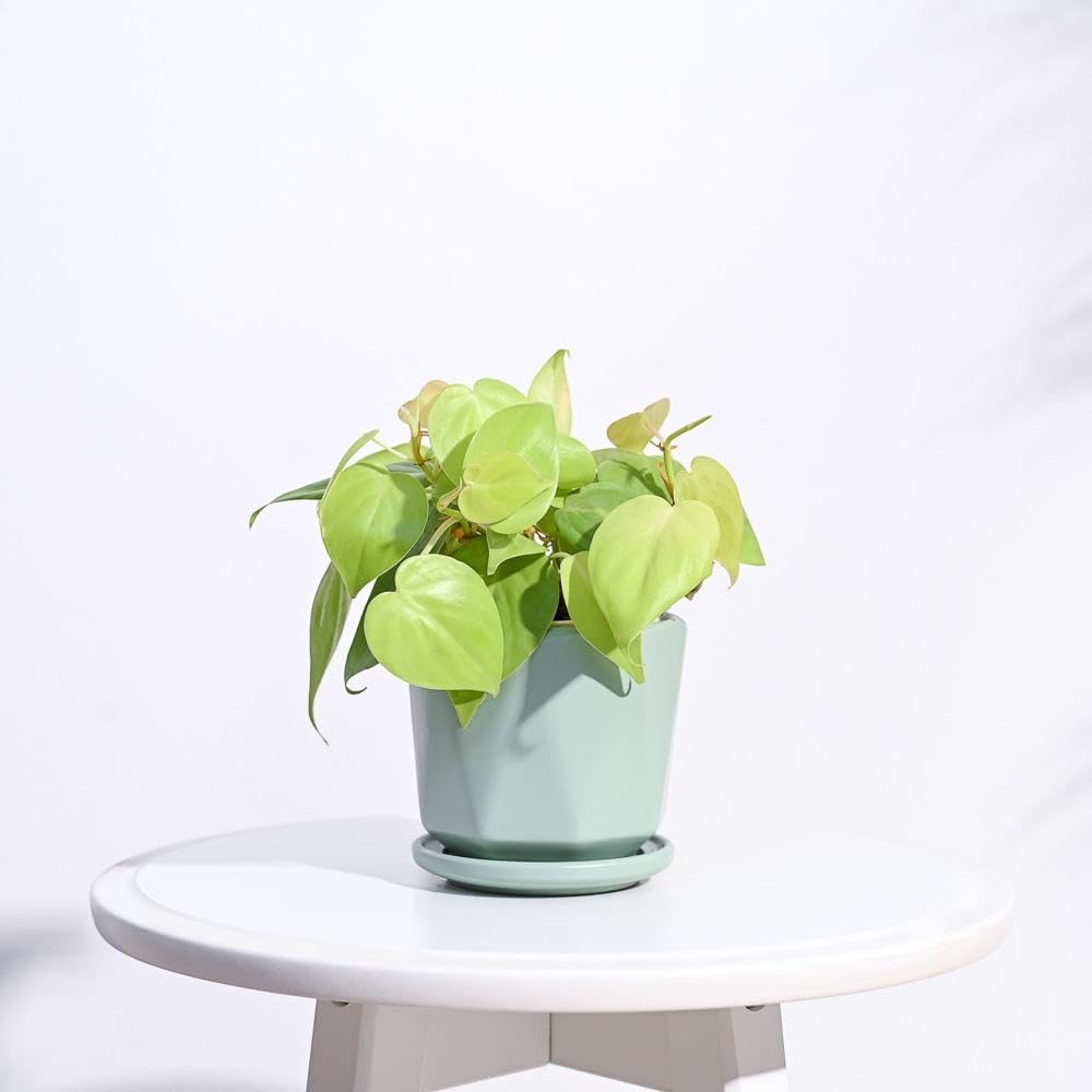 UGAOO Diamond Ceramic Pot |Indoor Ceramic Planter for Home, Office, Garden, Balcony - Mint (4 Inch) (B0CTTX2H12) Amazon Price History, Amazon Price Tracker