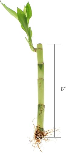 Miniatura 3 de NW Wholesaler - Planta de bambú de la suerte viva de 8 pulgadas - Paquete de 10 tallos - Plantas de interior vivas para decoración del hogar, planta
