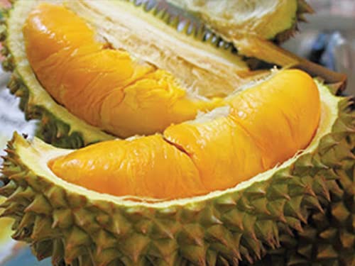 NurseryLive Rare Hybrid Durian "D13" Exotic Fruit 1 Seedling Live Plant (B09GPQ2C7R) Amazon Price History, Amazon Price Tracker