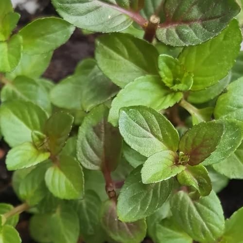 semillas de menta perenne resistente - orgánicas cobertura del suelo 600pcs