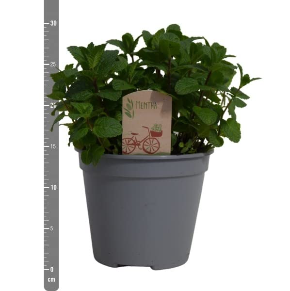 Menta Chocolate Planta Aromática de Exterior de uso Culinario