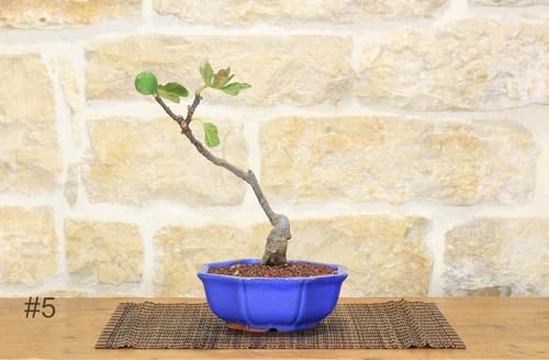 Bonsai di Fico (72) -