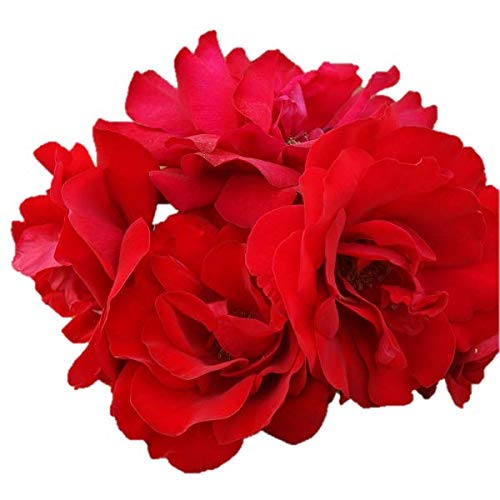 Rose Crimson Sky