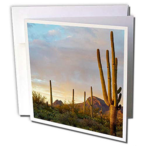 Carte de voeux Saguaro Cactus Arizona 3drose lot de 12 pour correspondances