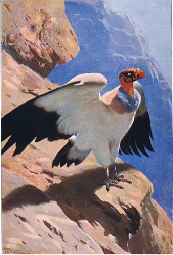 Affiche Impression d'art Vautour roi, toile de peintre 60x90cm