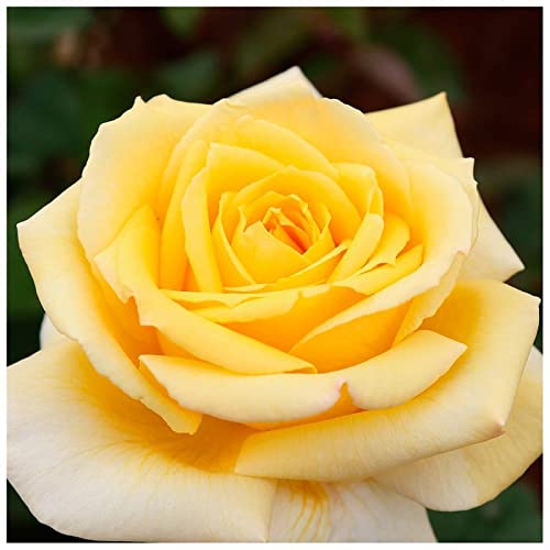 Verdecora Rosal Grandiflora Amarillo - Planta Natural con Flor - Rosa Perfumada de plantación (Amarillo Nicolas Hulot)