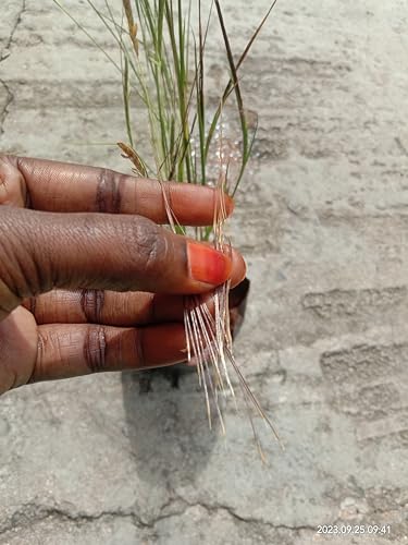 Live Raj Mohini Vashikaran Jadi Plant - 1 No