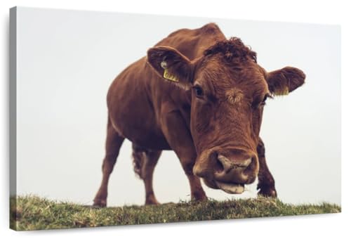 ElephantStock - Chocolate Cow Face Wall Art - Horizontal Canvas Wall Art - Living Room Wall Decor - Photography Animal Canvas Art - Brown And White Decor - 12" x 8"