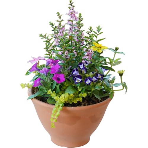 季節の花の寄せ植え 25cm鉢
