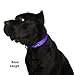 “Classic Comfort Dog Collar Premium Nylon Neoprene Padded Dog Collar for XLarge Sized Dog Comfortable Collar for Your Dog by Wagtime Club (Vibrant Purple) XL