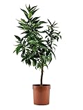 porcellana cinese satsuma Posizione: Il Satsuma predilige temperature miti, tra i 15 e i 30 gradi, per questo motivo la posizione ideale è un luogo senza molti sbalzi di temperature e con una luce solare per almeno 6/8 di cui ha bisogno per crescere in salute. Durante l’inverno se particolarmente rigido consigliamo di riparare la pianta in un ambiente più caldo e proteggerla con dei veli di tessuto non tessuto acquistabile in un qualsiasi negozio di giardinaggio.