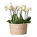 Kolibri Orchids | weißes Pflanzenset im Schilfkorb inkl. Wassertank | drei weiße Orchideen Amabilis 9cm und drei Grünpflanzen Rhipsalis | Dschungelstrauß weiß mit autarkem Wassertank
