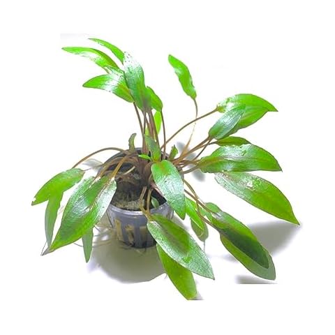 Marcus Fish Tanks - Cryptocoryne Wendtii Green Crypt Wendtii Easy Live Aquarium Plants for Aquatic Freshwater Fish Tank Buy 2 GET 1 Cover