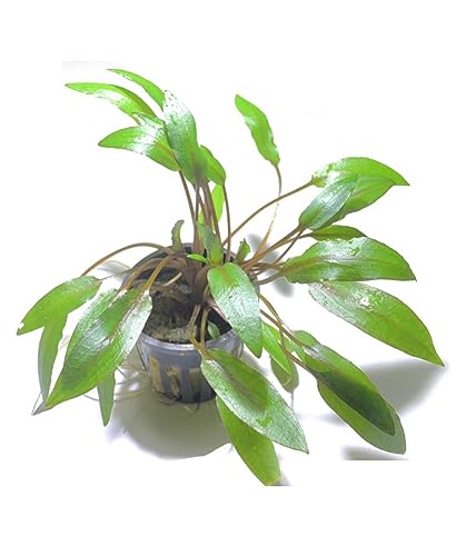 Marcus Fish Tanks - Cryptocoryne Wendtii Green Crypt Wendtii Easy Live Aquarium Plants for Aquatic...