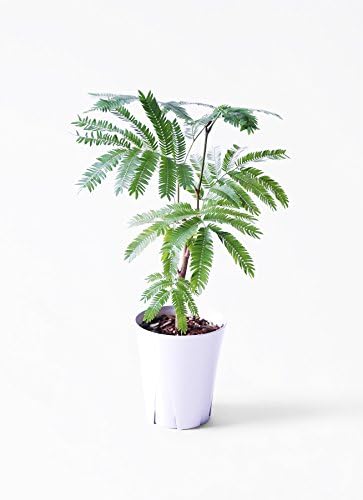 Amazon Hitohana ひとはな エバーフレッシュ4号ボサ造り プラスチック鉢 観葉植物 オンライン通販