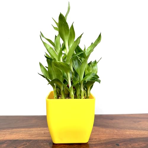 Image of Two layer lucky bamboo | For Living Room or Office table | indoor plants for good luck and air purification (Bamboo Plastic Yellow Pot)