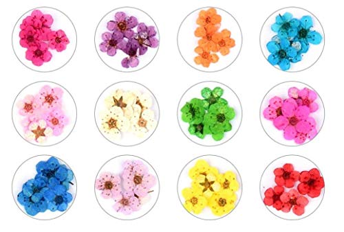 Changar CHAN-314 Dried Flowers For Nail Art Changar Mini Real Natural Dry Flowers Sticker Decals Small Tiny Dried Flowers Five Petal Flower Resin Nail Art Supplies Decoration thumb #1