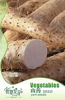 Graines de légumes d'igname chinoise, herbe Dioscorea Opposita Paquet de 100 graines