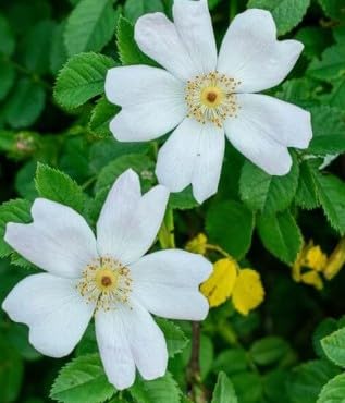Rosa sempervirens/Rosier toujours vert/Conteneur de 3 à 4 litres/Plante grimpante
