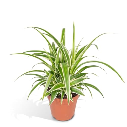 La Green Touch - Chlorophytum variegata - Plante d'intérieur - Pot 12cm, Hauteur 12 cm