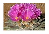 Ariocarpus B694 Lot de 3 graines de cactus pour jardin